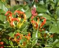 Gloriosa Lily / Gloriosa superba 